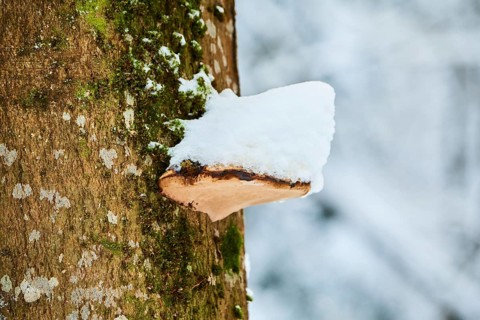 Tinder fungus