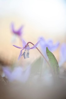 Flowering dog's tooth violet