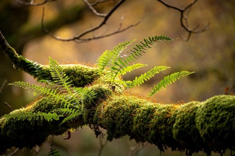 Fern on moss-covered branch