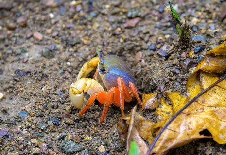 Red land crab