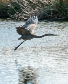 Great blue heron