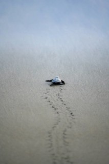 Newly hatched olive ridley sea turtle