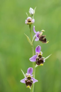 Late spider-orchid