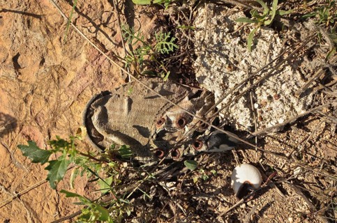 Canvas shoe grown in the ground