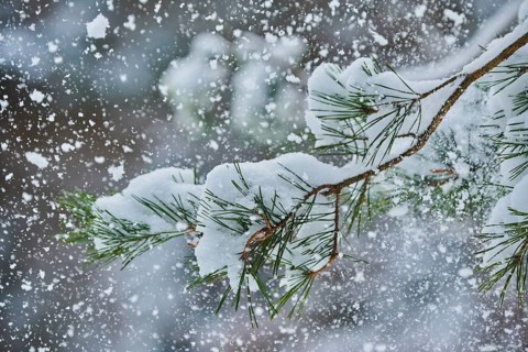 Skots pine