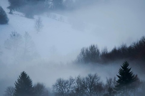 Fog lying in the forest in a valley