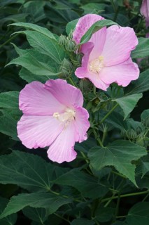 Rose mallow