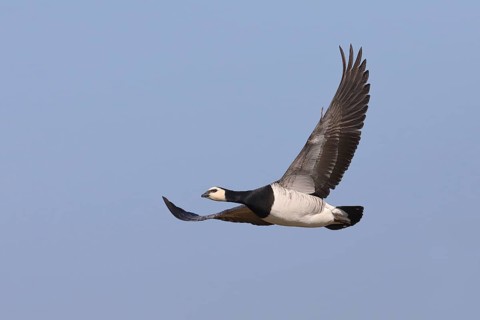 Barnacle goose