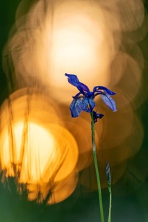 Siberian iris