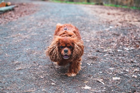 Portrait of a dog