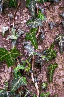 Wild common ivy