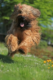 Briard jumping
