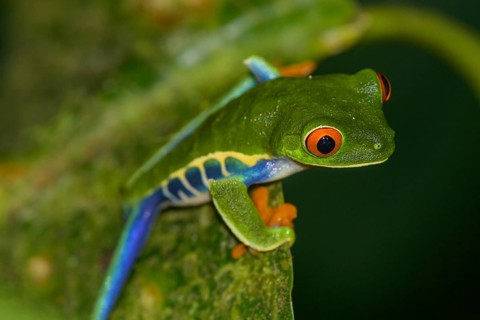 Red-eyed tree frog