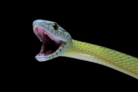 Jameson's mamba