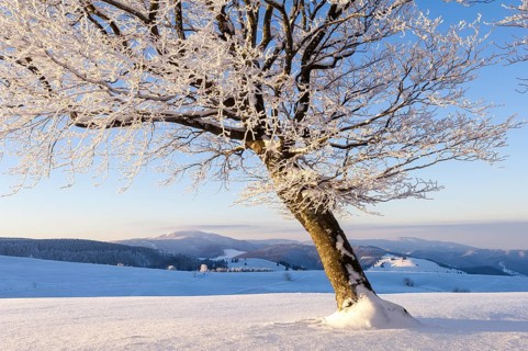 Weather beech