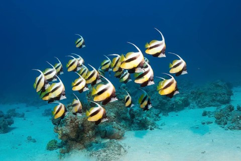 Shoal of red sea bannerfish