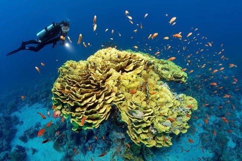 Diver looking at calyx coral or twisted lettuce coral