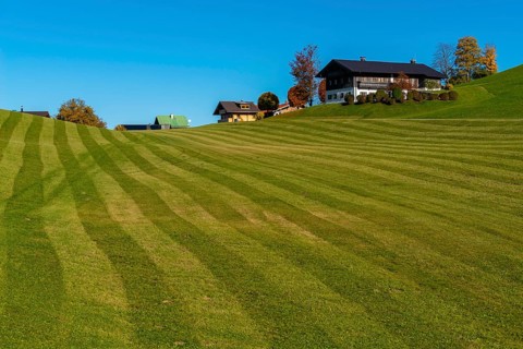 Alpine pasture and mown meadow