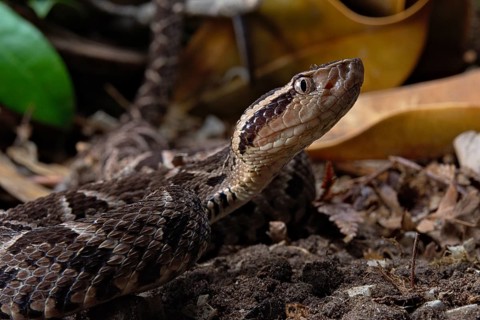 Bothrops jararaca