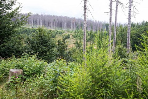 Large areas affected by forest dieback