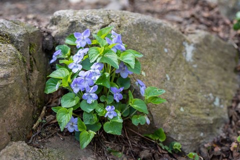 Flowering wood violet