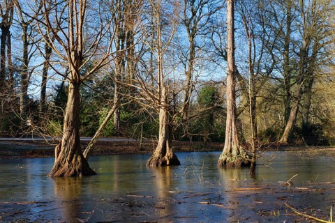 Bald cypress in Rombergpark