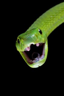Green Mamba