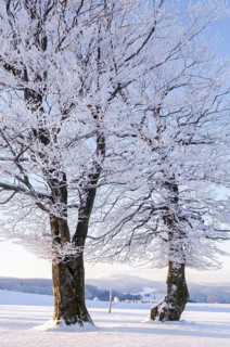 Weather beech trees