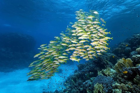 Shoal of yellowfin goatfishes