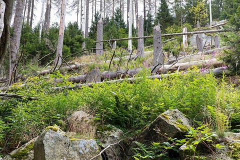 Fallen trees due to storm and forest dieback