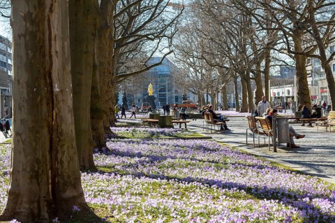 Blooming crocus meadows on the main street