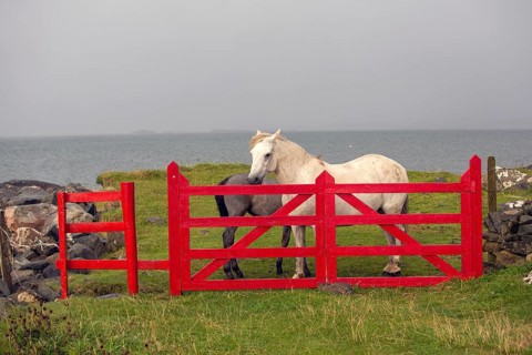 Irish ponies behind red gate on the Atlantic coast