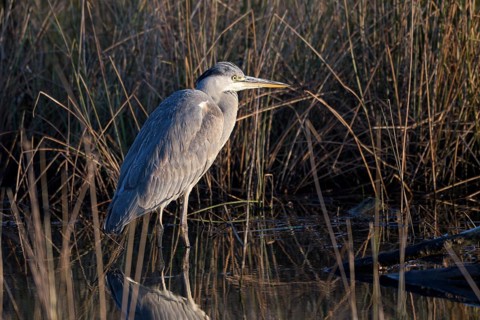 Grey heron