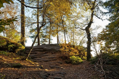 Hiking trail through the autumn forest on the Pfaffenstein