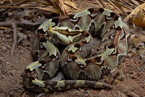 Butterfly Viper