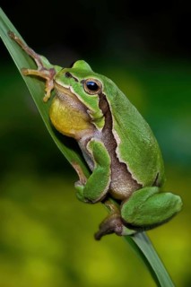 European european tree frog