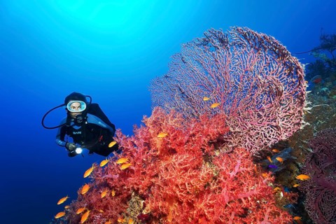 Diver looking at reef rubble overgrown with Klunzinger's soft coral