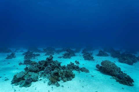 Sand bottom with small coral reefs