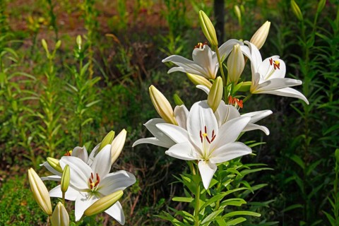Lily blossom