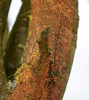 Orange spots caused by Coral Spot fungus disease