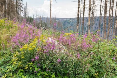 Blooming sallies