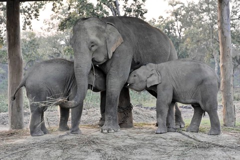Asian elephant