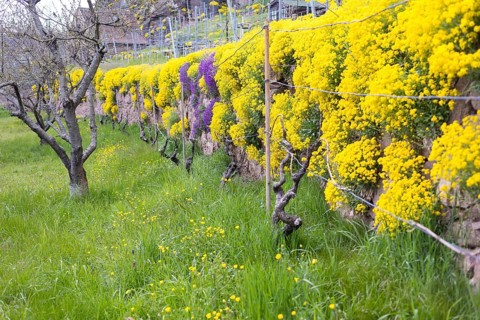 Flowering mountain madwort