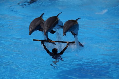 Bottlenose dolphin