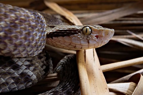 Jararaca