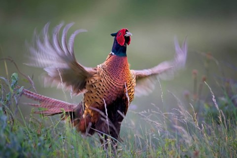 Pheasant