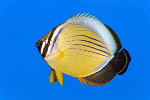Red Sea Ripple Striped blacktail butterflyfish