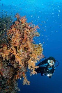 Diver looking at coral wall covered with klunzinger's soft coral