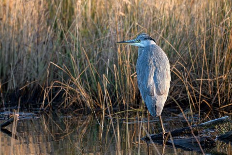 Grey heron