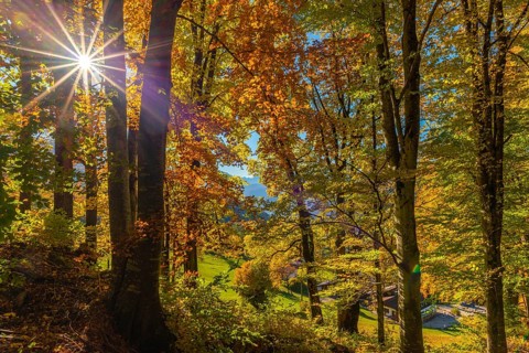 Autumn forest with sunbeams
